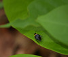 Jerry Hughes (agbr) > bug (0.5cm)