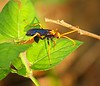 Jerry Hughes (agbr) > ?Wasp (approx 2cm in length)