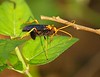 Jerry Hughes (agbr) > ?Wasp (approx 2cm in length)
