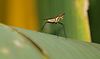 Jerry Hughes (agbr) > A poser - tiny (0.5cm) - it just watched me!