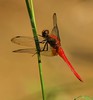 Jerry Hughes (agbr) > Red dragon fly