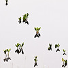 Jerry Hughes (agbr) > Poppies photo