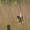 Short eared owl