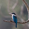 White collared kingfisher Melaka Malaysia