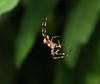 Jerry Hughes (agbr) > LONDON GARDEN SPIDER
