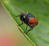 Jerry Hughes (agbr) > MALAYSIAN FLY