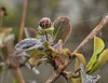 Jerry Hughes (agbr) > Macro Bugs & wildlife photo