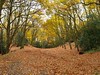 Jerry Hughes (agbr) > Wet October photo