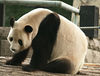 A solitary Panda swealters in the heat at Beijing Zoo